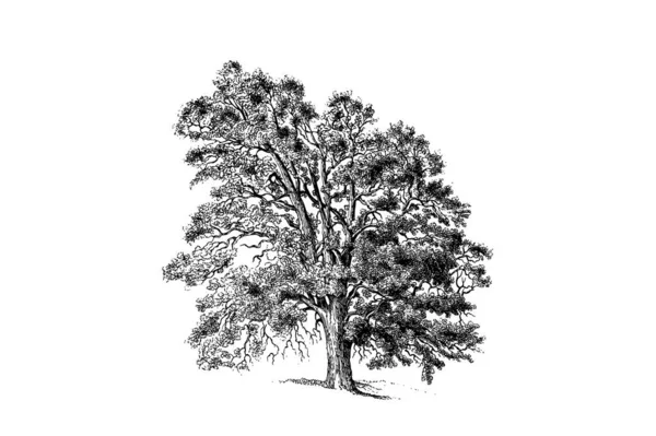 Винтажная Векторная Иллюстрация Обычного Грушевого Дерева — стоковый вектор