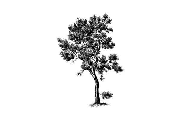 Cork Oak Tree Engraving Vintage Vector Illustration — Stock Vector