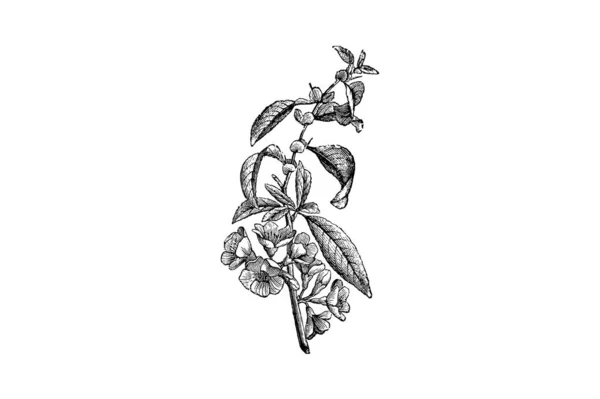 Maule Quince Cydonia Japonica Virág Gravírozás Vintage Vector Illusztráció — Stock Vector