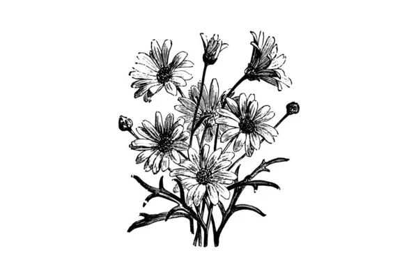 Marguerite Margarida Pyrethrum Frutescens Flores Gravura Vintage Vector Ilustração — Vetor de Stock