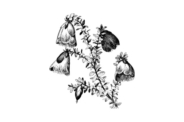Grabado Rama Floración Darwinia Macrostegia Vintage Illustrations — Archivo Imágenes Vectoriales