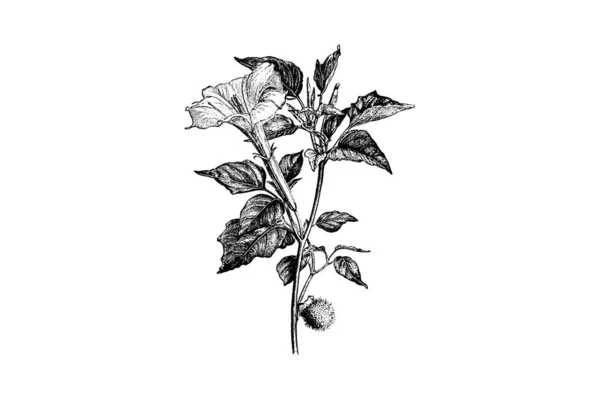 Gravure Branche Floraison Datura Meteloides Illustrations Vintage — Image vectorielle