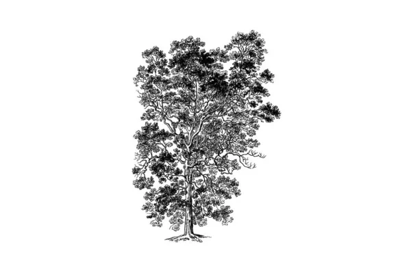 Elm Tree Χαρακτική Vintage Εικονογράφηση Διάνυσμα — Διανυσματικό Αρχείο
