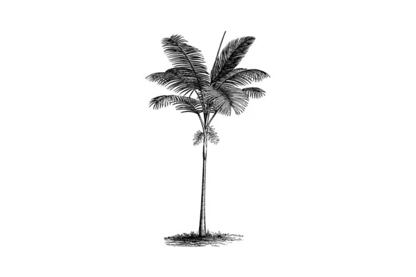 Винтажная Векторная Иллюстрация Пальмовом Дереве — стоковый вектор