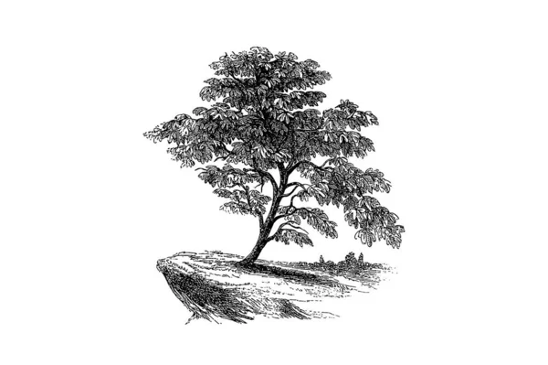 Fig Árvore Gravura Vintage Vector Ilustração —  Vetores de Stock