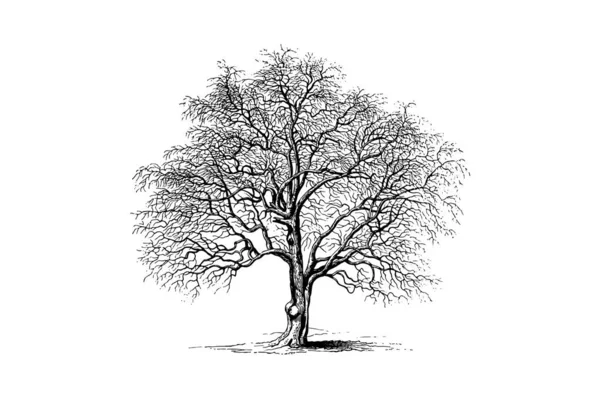 Hawthorn Tree Χαρακτική Vintage Διανυσματική Εικονογράφηση — Διανυσματικό Αρχείο