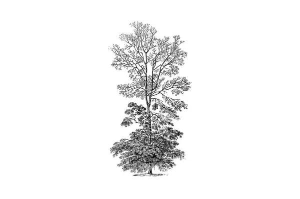 Vit Hickory Tree Gravyr Vintage Vektor Illustration — Stock vektor