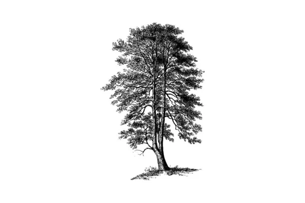 Holly Tree Engraving Vintage Vector Illustration — Stock Vector