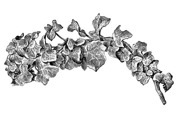 Ivy Kwiaty Grawerowanie Vintage Wektor Ilustracja — Wektor stockowy