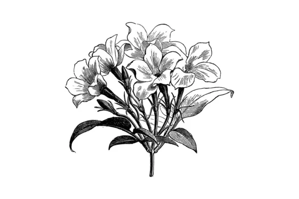 Jasmine Λουλούδια Jasminum Χαρακτική Vintage Εικονογράφηση Διάνυσμα — Διανυσματικό Αρχείο