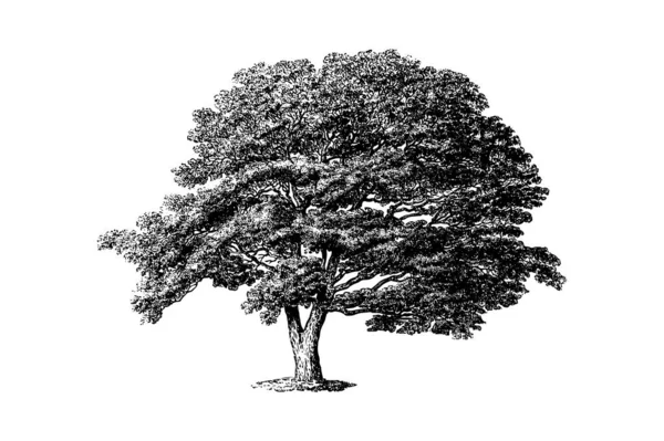 Ιαπωνία Sophora Δέντρο Χαρακτική Vintage Διανυσματική Εικονογράφηση — Διανυσματικό Αρχείο