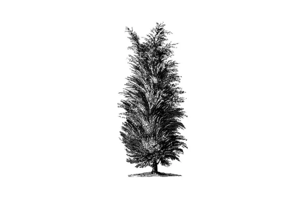Εικονογράφηση Διάνυσμα Δέντρου Αρκεύθου — Διανυσματικό Αρχείο