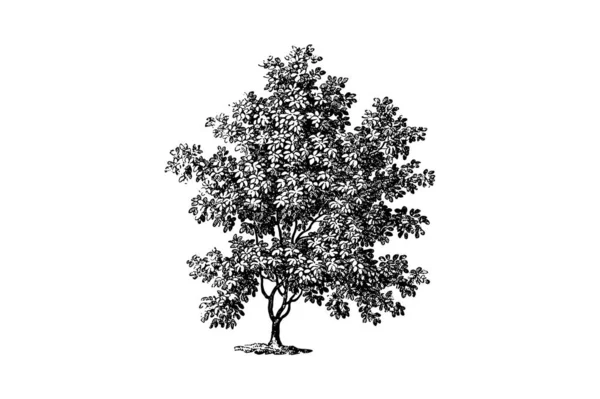 Magnolia Strom Gravírování Ročníku Vektorové Ilustrace — Stockový vektor