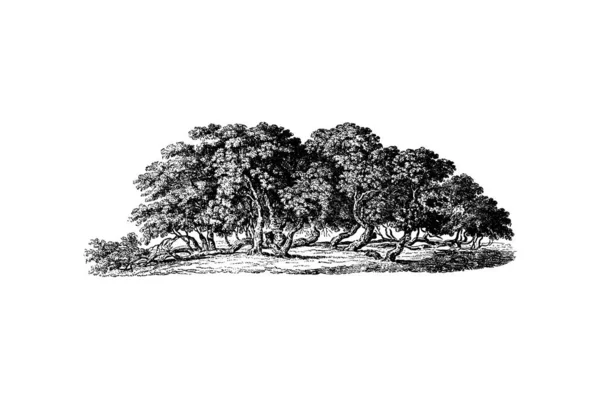 Mulberry Tree Gravura Vintage Vector Ilustração —  Vetores de Stock