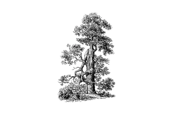 Oak Tree Χαρακτική Vintage Εικονογράφηση Διάνυσμα — Διανυσματικό Αρχείο