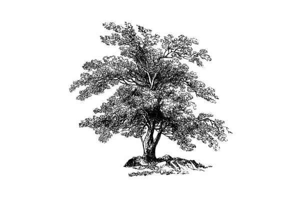 Árvore Azeitona Gravura Vintage Vector Ilustração — Vetor de Stock