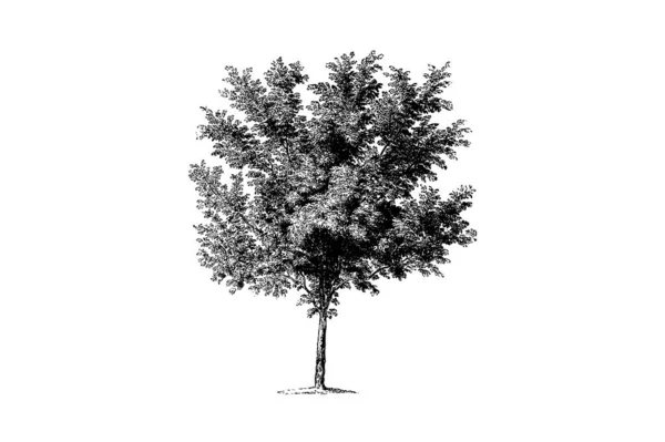 Pêssego Árvore Gravura Vintage Vector Ilustração — Vetor de Stock