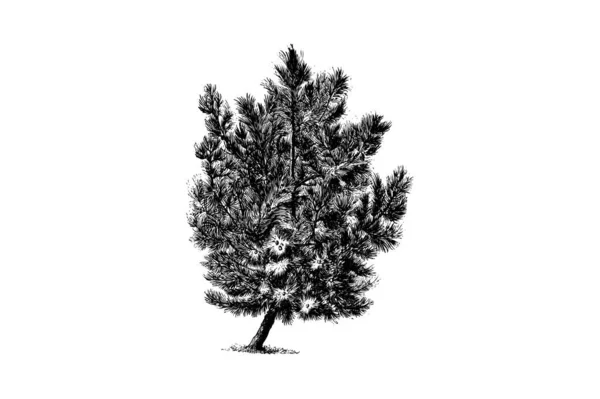 Pinaster Pine Tree Gravyr Vintage Vektor Illustration — Stock vektor