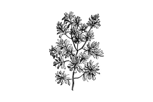 Frangipani Pittosporum Tobira Λουλούδια Χαρακτική Vintage Εικονογράφηση Διάνυσμα — Διανυσματικό Αρχείο
