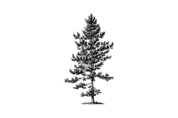 Dennenboom Graveren Vintage Vector Illustratie — Stockvector