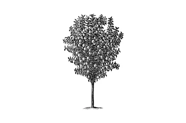 梅の木の彫刻 Vintage Vector Illustration — ストックベクタ
