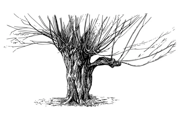 Pollard Tree Gravura Vintage Vector Ilustração —  Vetores de Stock
