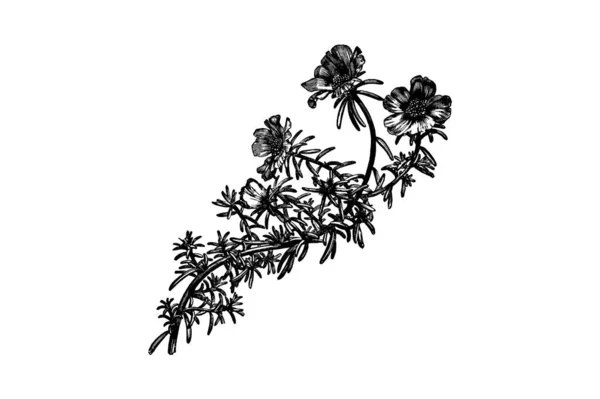 Portulaca Grandiflora Λουλούδια Χαρακτική Vintage Vector Εικονογράφηση — Διανυσματικό Αρχείο