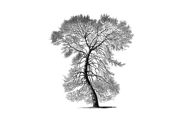 ブラックポプラの木の彫刻ヴィンテージベクトルイラスト — ストックベクタ