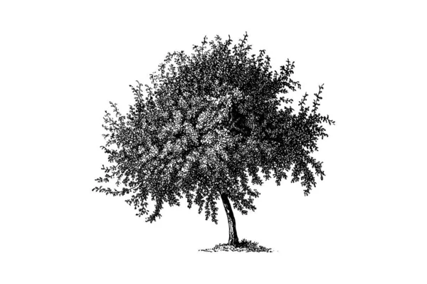 Marmelo Árvore Gravura Vintage Vector Ilustração — Vetor de Stock