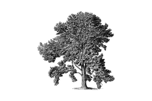 Árvore Álamo Gravura Vintage Vector Ilustração —  Vetores de Stock