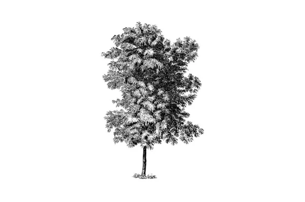 Robinia Pseudoacacacia Tree Engraving Vintage Vector Illustration — стоковый вектор
