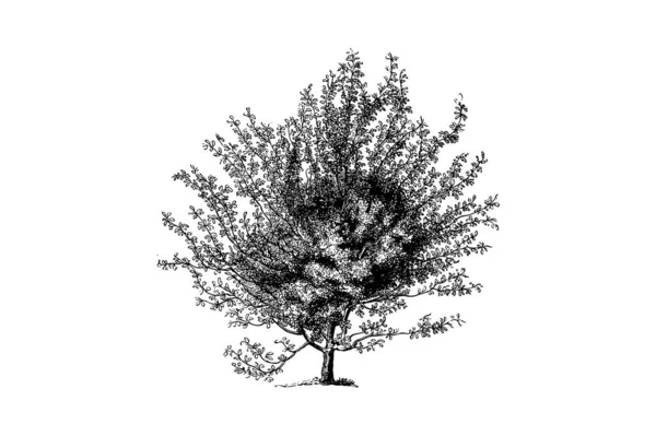 Escarlate Hawthorn Árvore Gravura Vintage Vector Ilustração — Vetor de Stock