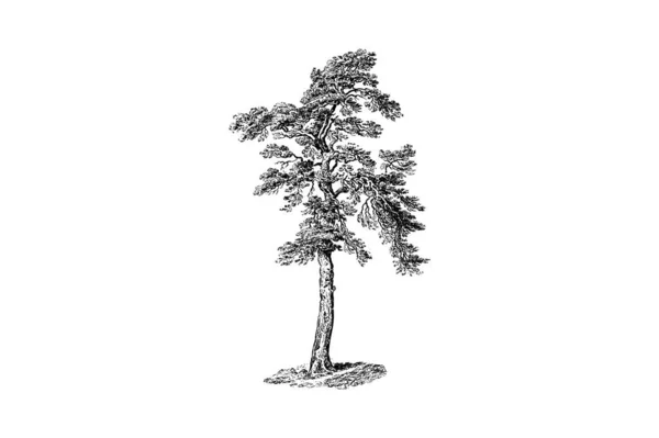 Scots Pine Tree Engraving Vector Illustration - Stok Vektor