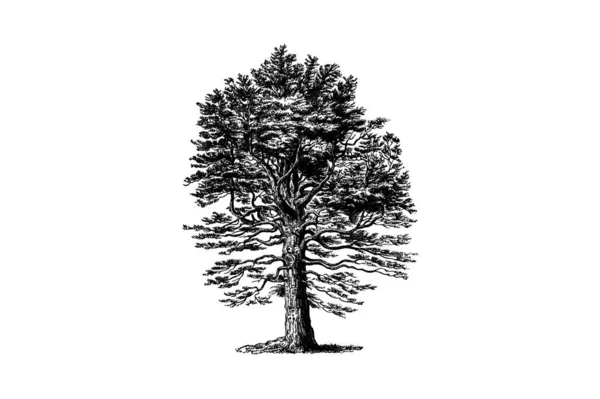 Srebrne Drzewo Grawerowanie Vintage Wektor Ilustracji — Wektor stockowy