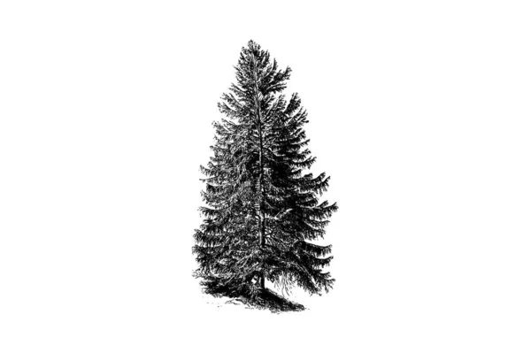 Grawerowanie Drzewka Świerkowego Ilustracja Wektora Vintage — Wektor stockowy