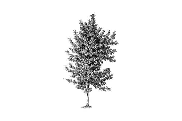 Sycamore Maple Tree Engraving Vector Illustration - Stok Vektor