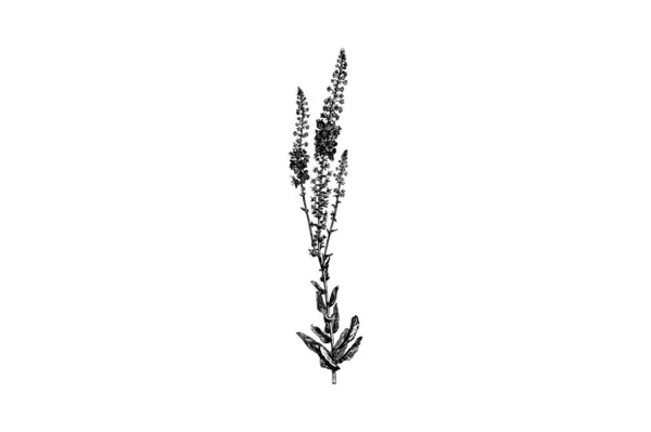 Verbascum Phoeniceum Virágok Gravírozás Vintage Vector Illusztráció — Stock Vector