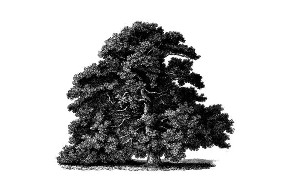 Sessile Oak Tree Gravura Vintage Vector Ilustração — Vetor de Stock