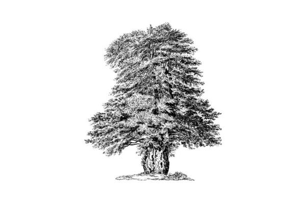 Yew Treeエングレービングヴィンテージベクトルイラスト — ストックベクタ