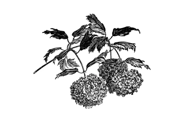 Flowering Branch Viburnum Engraving Vintage Vector Illustration — Stock Vector