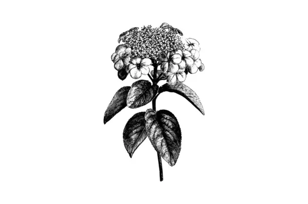 Viburnum Engraving Vintage Vector Illustration的花卉分枝 — 图库矢量图片