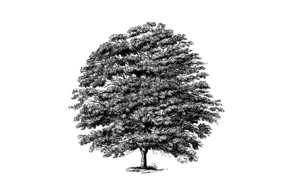 Inggris Yellow Buckeye Tree Engraving Vector Illustration - Stok Vektor