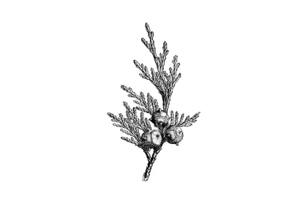 Chamaecyparis Nutkaensisの葉やコーンを彫る イラスト ヴィンテージ — ストックベクタ