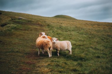 Faroe Adaları Koyunu Faroe Adaları