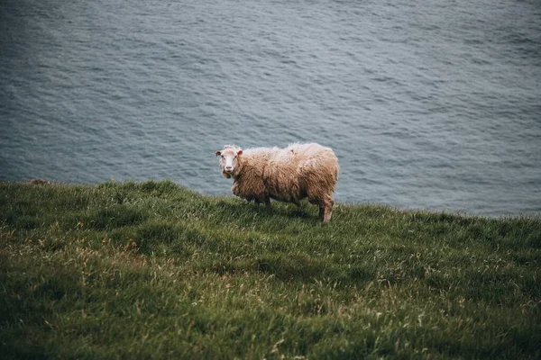 Faroe Islands Sheep Faroe Islands — Stock Photo, Image