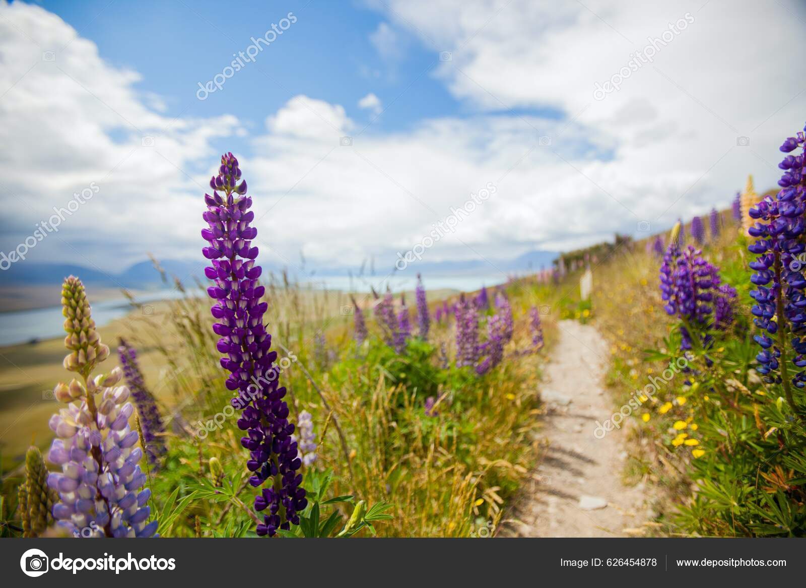 Lupin Wildflowers New Zealand Stock Photo by