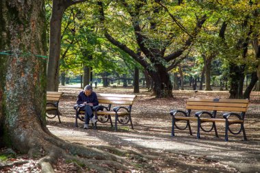 Tokyo, Japonya 'daki Yoyogi Parkı.