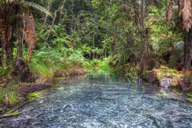 Whakarewarewa Forest in New Zealand clipart