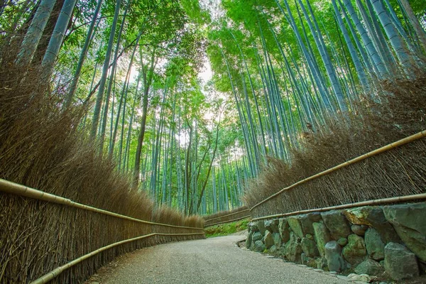 Japonya Kyoto Daki Arashiyama Bambu Ormanı — Stok fotoğraf