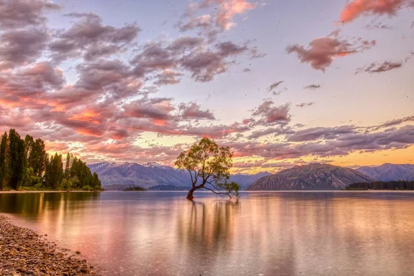 Wanaka Tree New Zealand — Stock Photo, Image